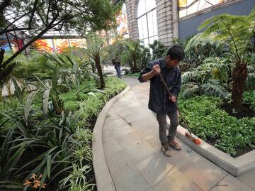 Moléculas de plantas ayudarían a combatir trastornos mentales