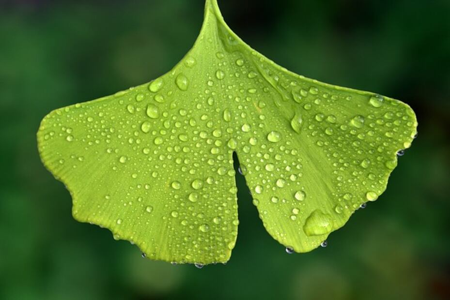 Hoja del árbol Ginkgo Biloba. Foto: Pixabay