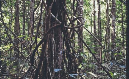 Bejucos leñosos invaden los bosques tropicales del mundo 