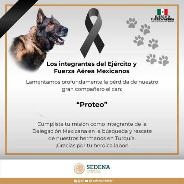 Fiel, amistoso y protector; así era Proteo, lomito rescatista fallecido en Turquía