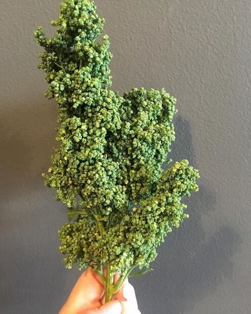 Mito o realidad: ¿El huauzontle seco es amaranto?