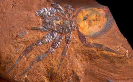 Así es la araña fósil gigante, de 16 millones de años, encontrada en Australia