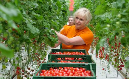 El invernadero de jitomates más grande de Europa del Este