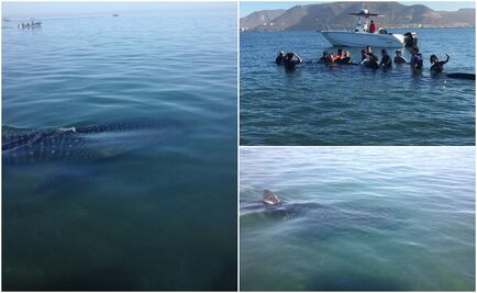 Rescatan a tiburón ballena varado en BCS