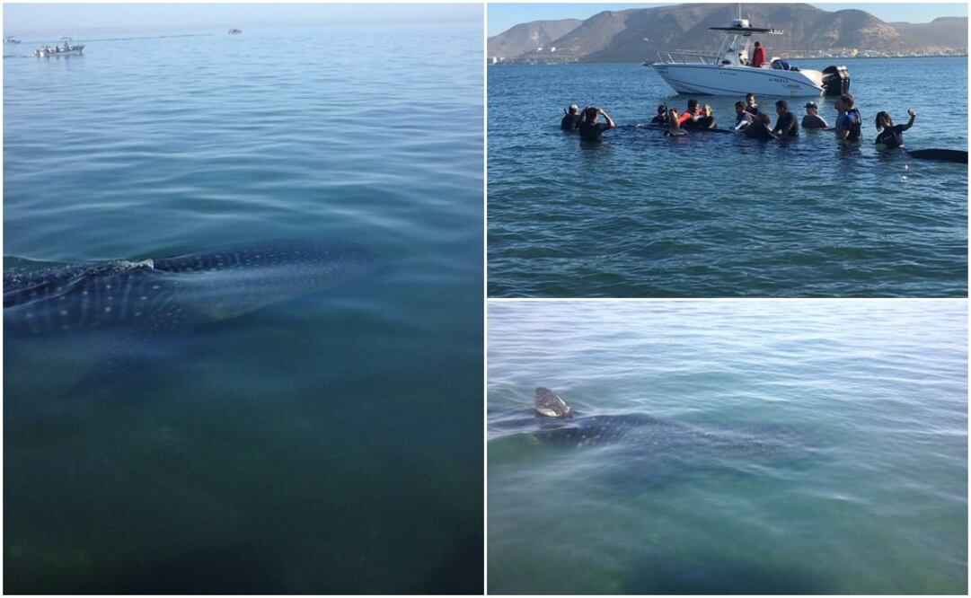 Rescatan a tiburón ballena varado en BCS