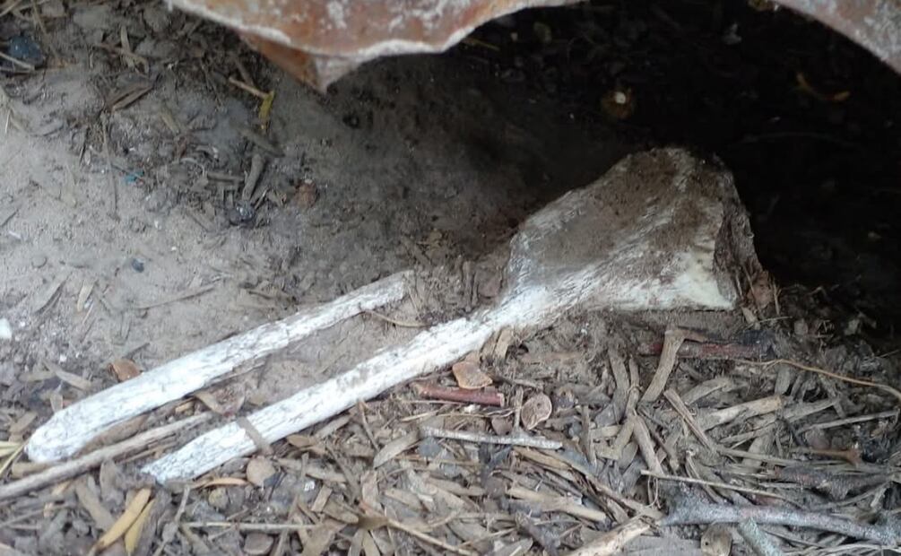 Hueso encontrado en centro de exterminio en Tamaulipas. Foto: Especial