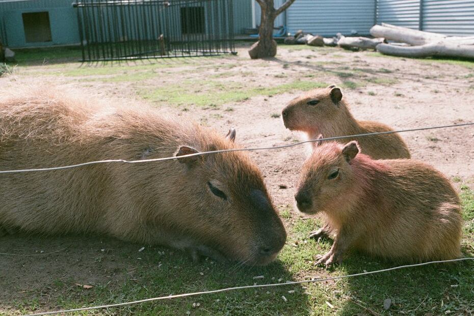 Los zoológicos son una buena opción para ver capibaras. Foto: Pexels