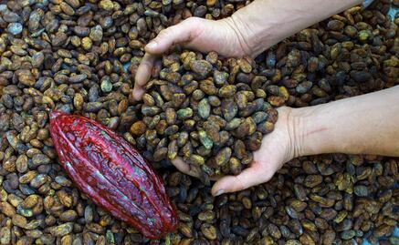 Mexico declares September 2nd as National Cacao and Chocolate Day