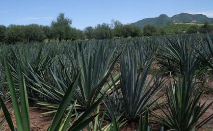 Elaboran bebida a base de agave con sabor a vino blanco