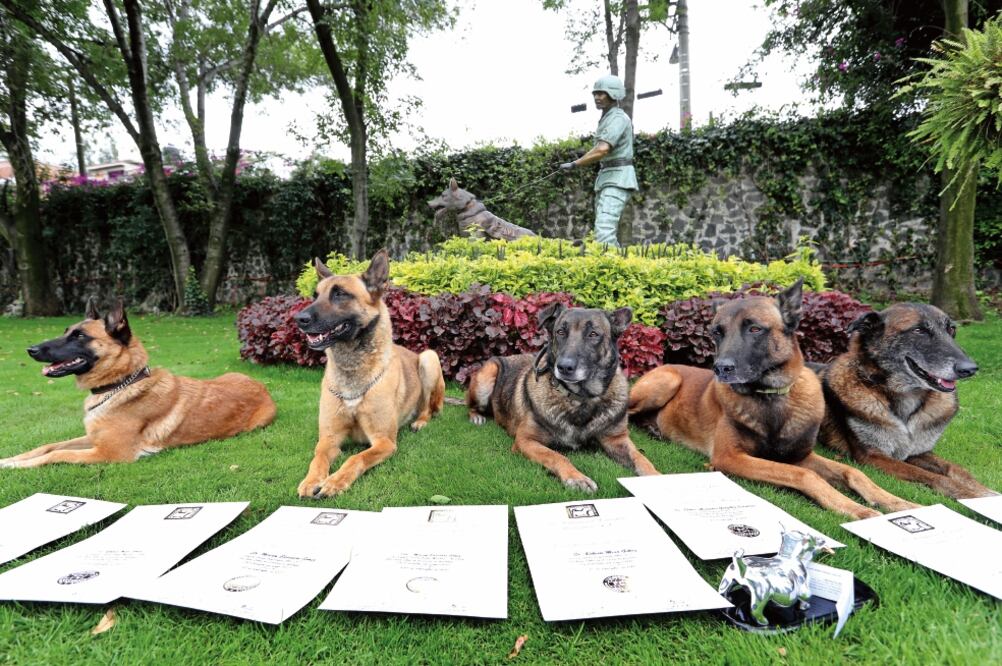 Luego de su colaboración en las acciones de rescate en las zonas de desastre que dejó el sismo del martes pasado, los perros Queen, Elizabeth , Nico , Jana Frida y Cronos fueron reconocidos por su esfuerzo. (VALENTE ROSAS. EL UNIVERSAL)