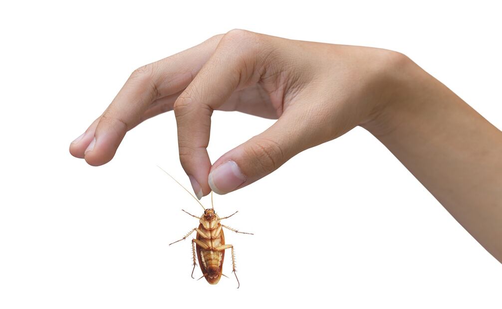 Ponerle el nombre a la cucaracha tendrá un costo de 5 dolares. Foto: iStock