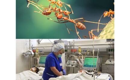 Hallan a paciente repleta de hormigas en hospital de Nápoles, Italia