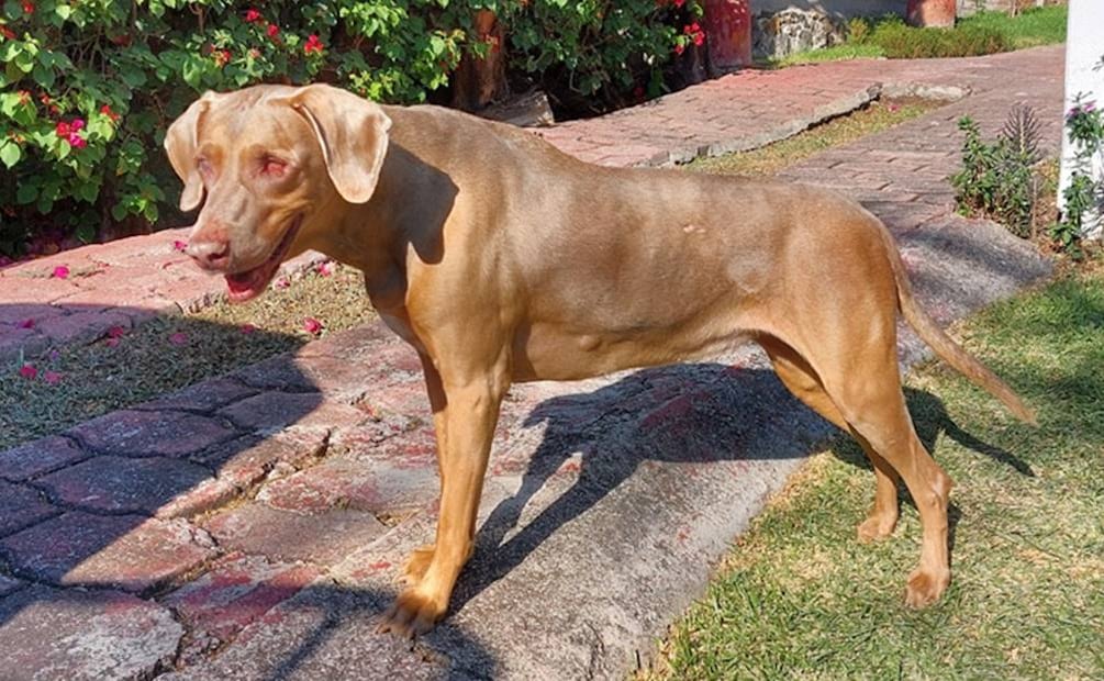 Kira, perrita que necesita cuidados especiales por ser ciega. / Foto:  Julio Suárez.