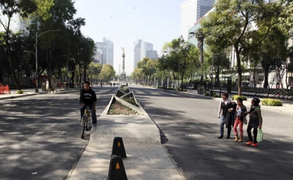 Ahuehuete se plantará el domingo en la “Glorieta de la Palma”: Sheinbaum 