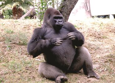 Zoológico Chapultepec 100 años ¿Por qué murió Bantú, el gorila más querido del lugar?