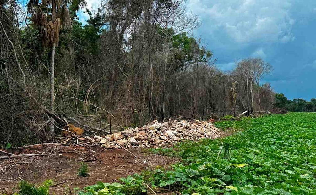 Profepa clausura 17 predios en la Selva maya con más de 3 mil hectáreas deforestadas por comunidades menonitas para siembra de monocultivos agroindustriales. Foto: Profepa