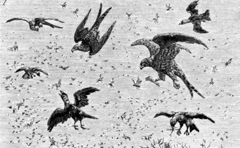 Se identificó a depredadores de langostas, como el pájaro “picho”, un ave de la Huasteca Potosina que basó su dieta en acrídidos; las autoridades pidieron proteger a especies que colaboran contra plagas. Foto: Wikimedia Commons.