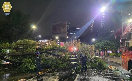 Intensas lluvias generan afectaciones viales; caída de árbol obstruye varios carriles en Insurgentes Sur