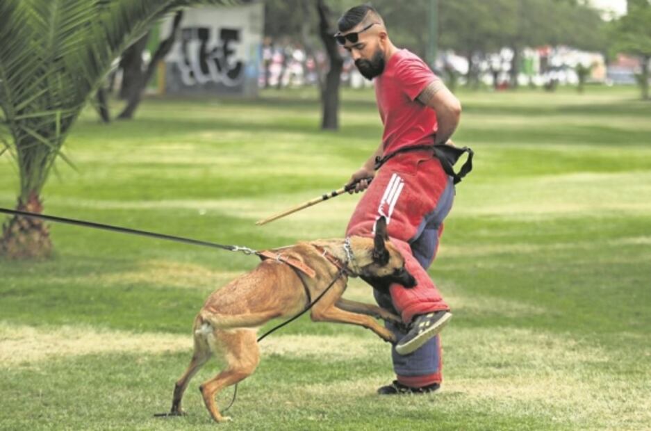 Adiestramiento canino: el hobby que lo salva en pandemia