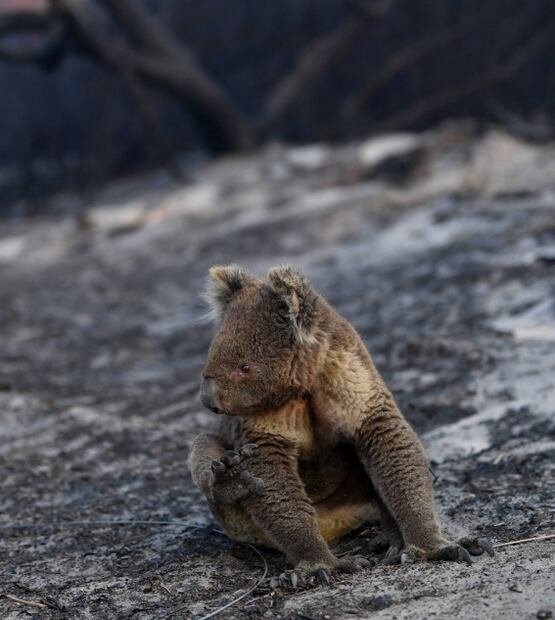 Fake news: Los koalas no están "funcionalmente extintos" pero sí en peligro