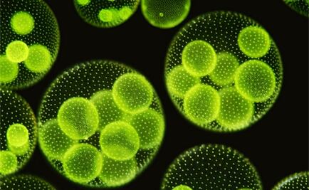 Investigadores mexicanos desarrollan biocombustibles con microalgas