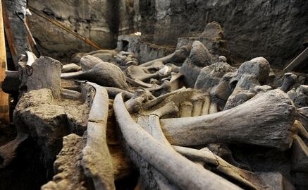 Encuentran restos de un elefante prehistórico previo al mamut en Macedonia