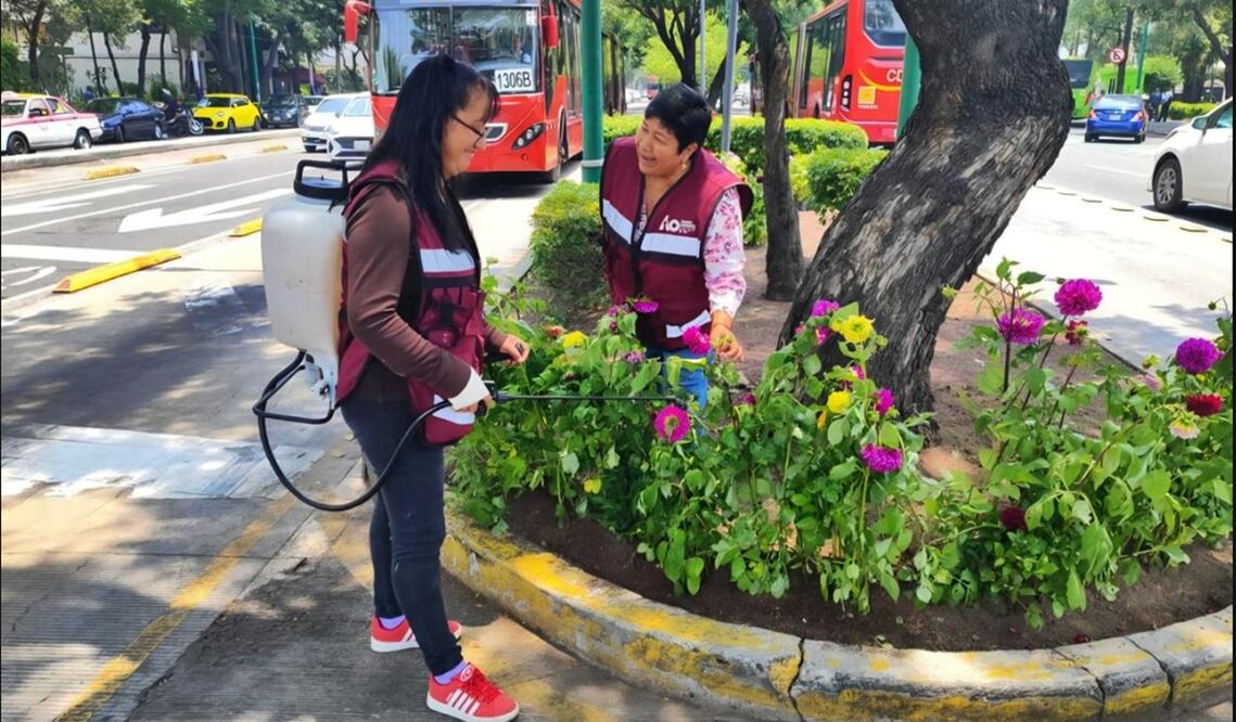 La Alcaldía Álvaro Obregón inició este jueves con la plantación de dalias en el camellón de Avenida Insurgentes Sur. Foto: especial