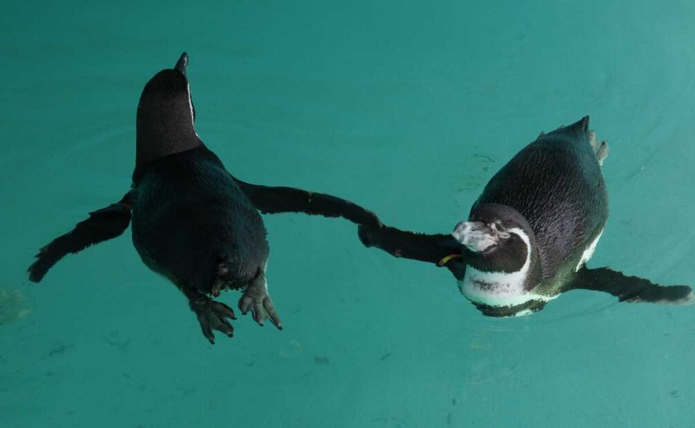 A casi dos semanas de su llegada, los pingüino de Humboldt se mantienen en el área de cuarentena, donde médicos veterinarios, cuidadores y biólogos están al pendiente de su salud y cuidados. Foto: Especial
