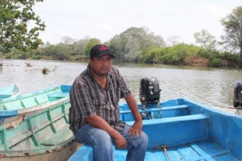 Manatíes, nadie sabe la razón de tanta muerte