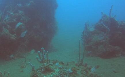 Encuentran cinco nuevos arrecifes sumergidos en el suroeste del Golfo de México