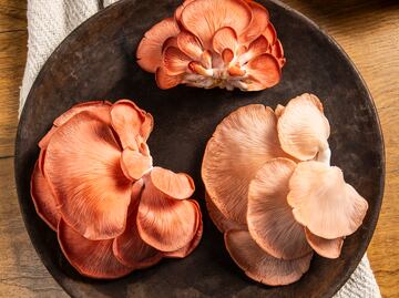 Conoce todo sobre los hongos: recolección, cultivo y usos en la cocina