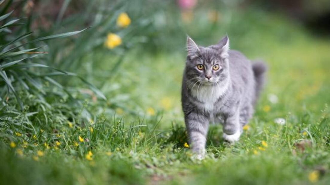 Los gatos se caracterizan por una naturaleza curiosa. Foto: iStock