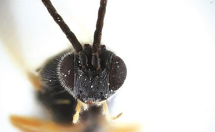 La avispa que convierte arañas en drones zombies a sus órdenes