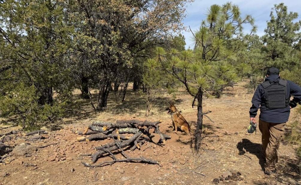 Agentes caninos especializados en la búsqueda de restos biológicos siguieron la búsqueda de más indicios (22/02/2025). Foto: Especial