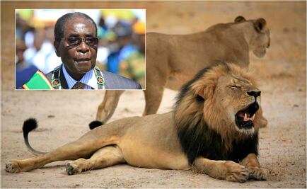 Presidente culpa a extranjeros por muerte de león Cecil