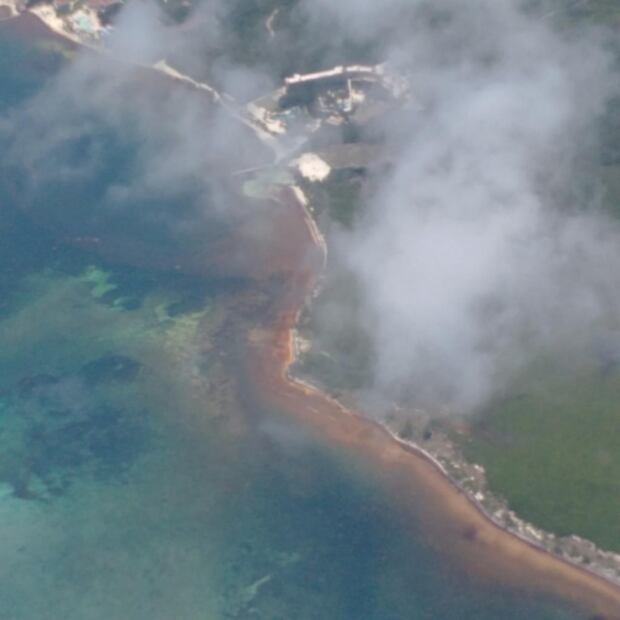 Sargazo en el Caribe: ¿llegó para quedarse?