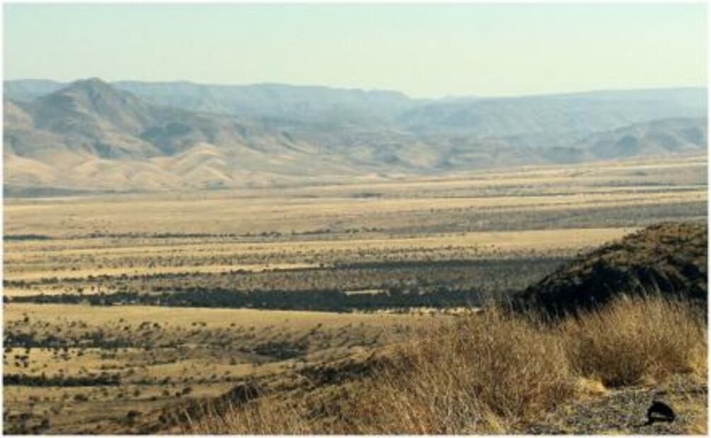 Descubre el sotol, una bebida "desértica"