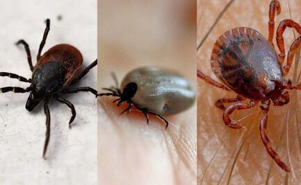Estos son los distintos tipos de garrapatas, según expertos
