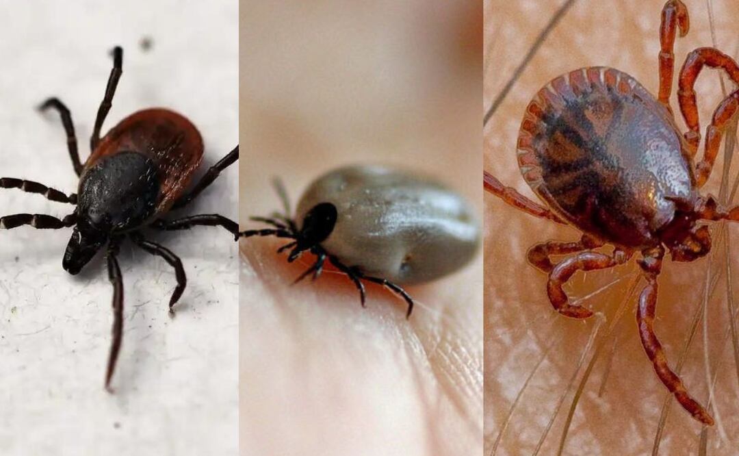 Un enemigo común en mascotas y humanos. Fuente: Freepik