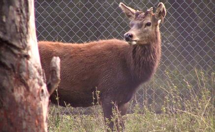 Ómicron salta a venados y abre la puerta a más variantes: NYT
