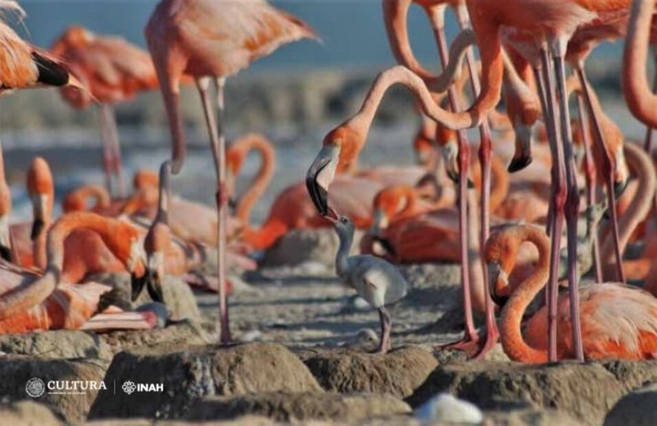 Hallan huevo fósil de flamenco del Pleistoceno en el AIFA Foto: Especial