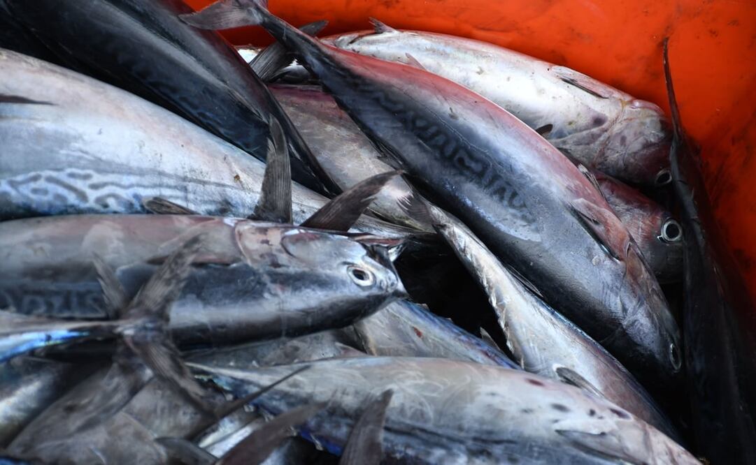 Imagen genérica de peces. Foto: Archivo