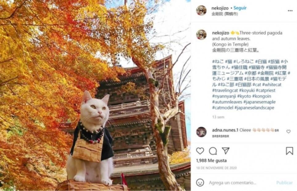 Lugares donde adoran a su Majestad el gato