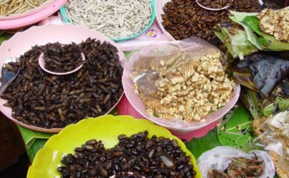 Atrévete a ir al Festín de Insectos Comestibles