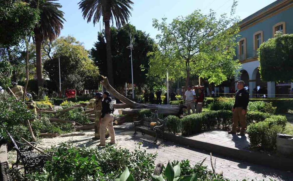 Caída de árbol en Texcoco. Foto: Especial