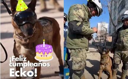 ¡De manteles largos! "Ecko", perro rescatista en Turquía, cumple años