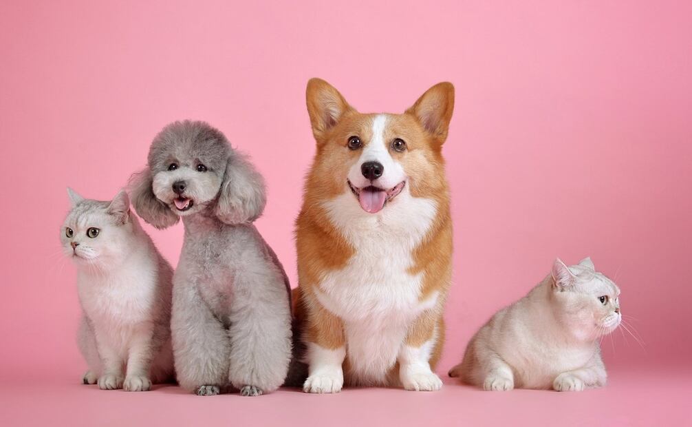 En este día muchas personas suelen bendecir a sus mascotas. Foto: Unsplash