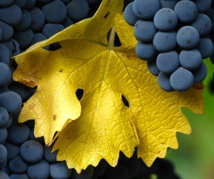 Cabernet Sauvignon, el resultado (y accidente) de un romance