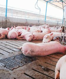 Peste porcina africana alerta a México