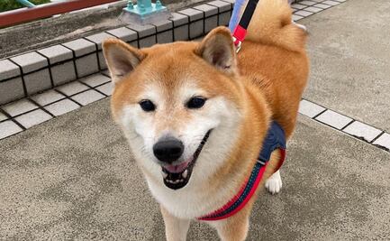 Cheems: ¿cuál es la raza del perrito viral de los memes y de qué murió?